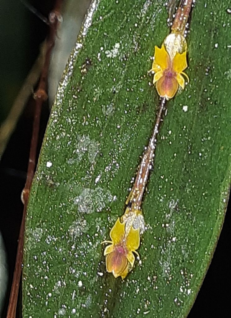 Blunt Point Lepanthes (Lepanthes mucronata) · iNaturalist