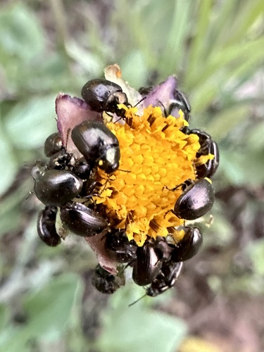 Bronze-necked Phaedon