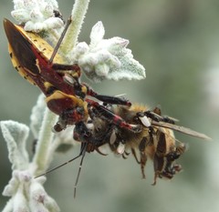 Apiomerus flaviventris