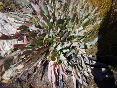 Protea laevis