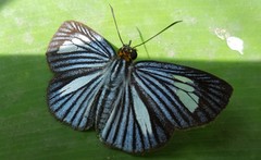 Pythonides lancea
