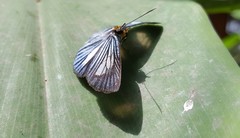 Pythonides lancea