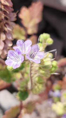 Phacelia scariosa (Phacelia scariosa)