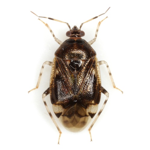 Deraeocoris nebulosus (Uhler, 1872)