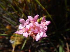 Lachnaea naviculifolia