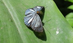 Pythonides lancea