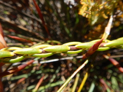 Lachnaea naviculifolia