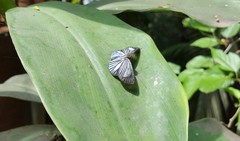 Pythonides lancea