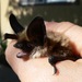 Myotis evotis - Photo (c) unquenchable.fire, μερικά δικαιώματα διατηρούνται (CC BY-NC-ND)