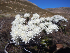 Lachnaea filamentosa