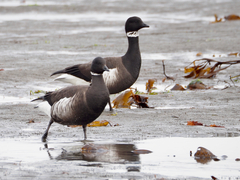 Brent Goose photo 4