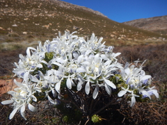 Lachnaea filamentosa