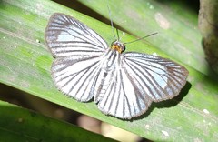Pythonides lancea