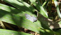 Pythonides lancea