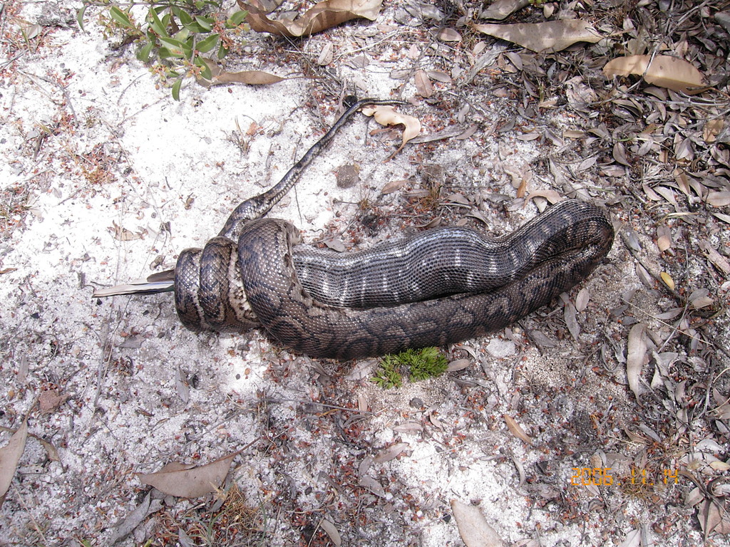 Southwestern Carpet Python in November 2006 by Belinda Forbes. Eating