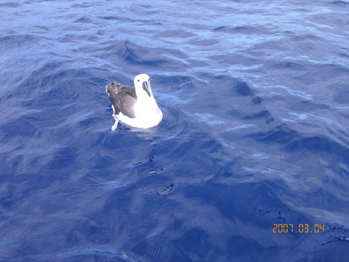 Albatros Picofino Pacífico (Thalassarche carteri)