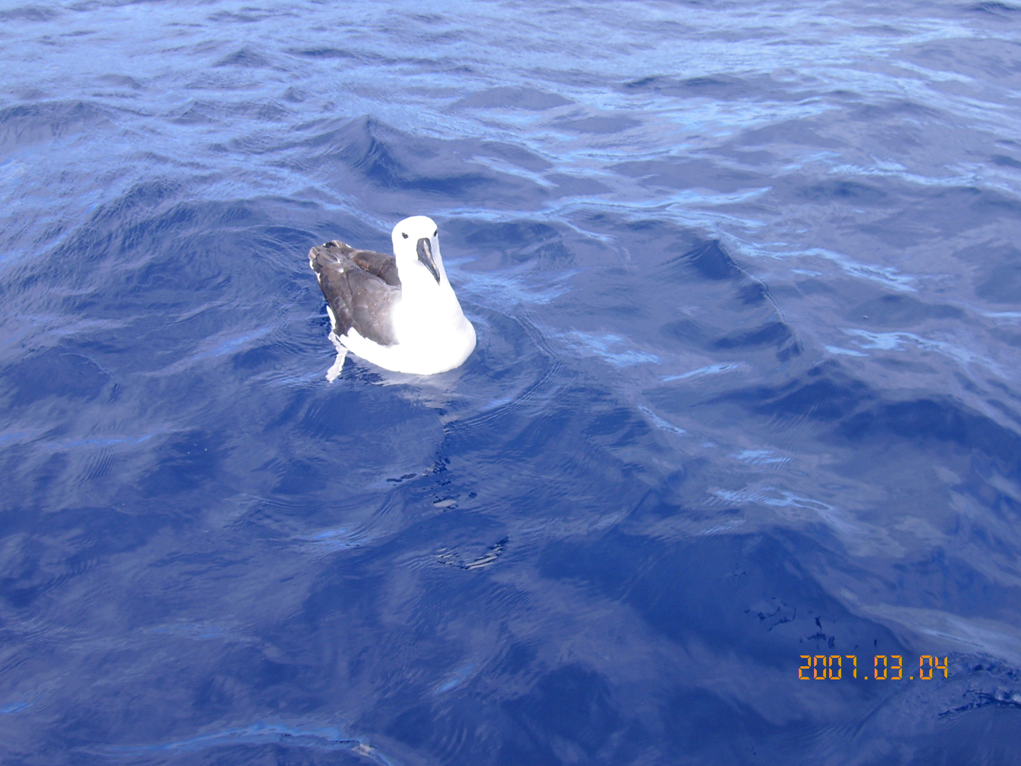Indian Yellow-nosed Albatross illustration