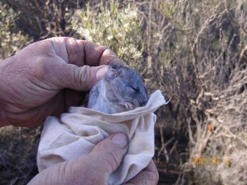 Mitchell's Hopping Mouse