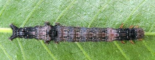 Oldwife Underwing photo 5