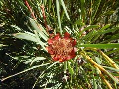 Protea acuminata