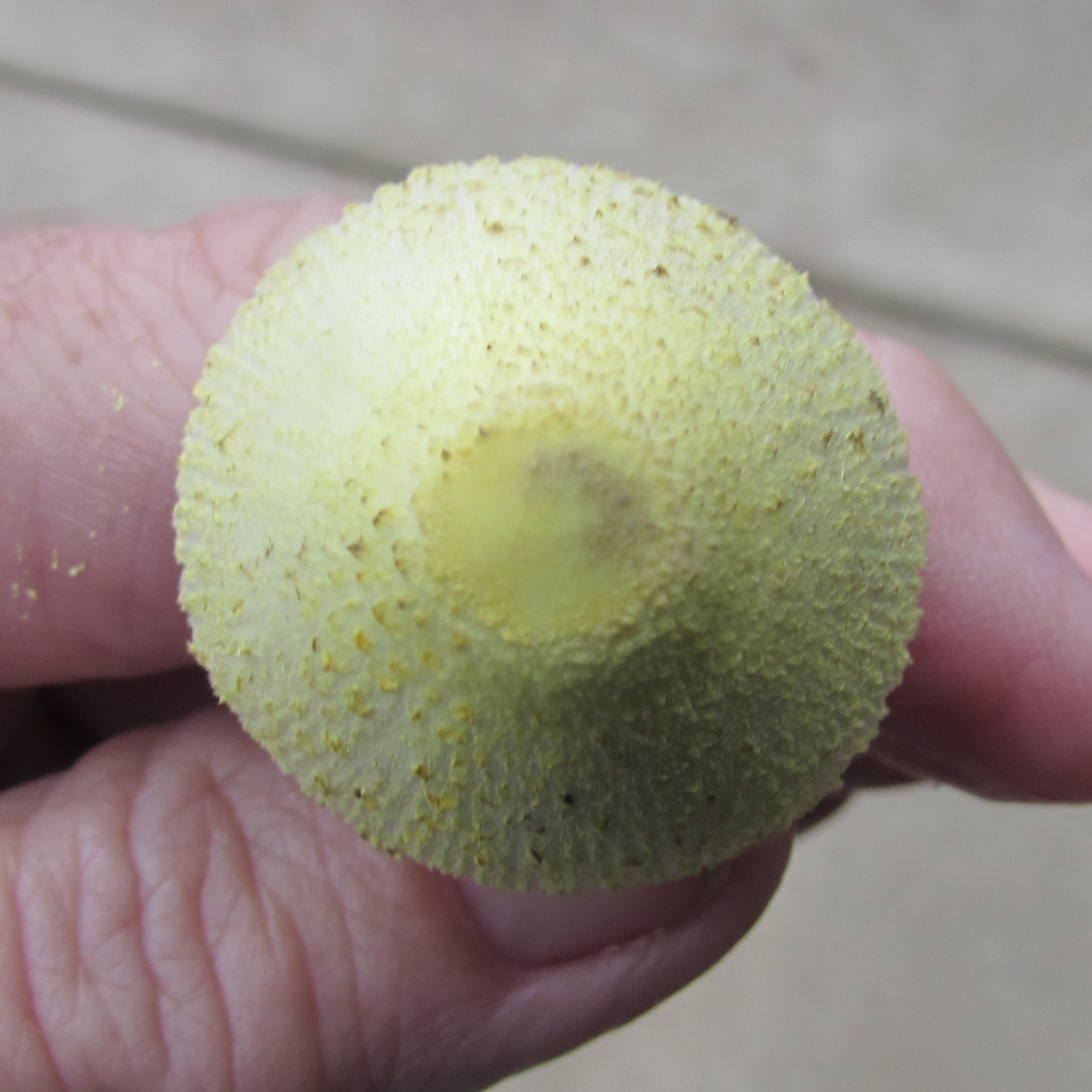 Leucocoprinus birnbaumii image