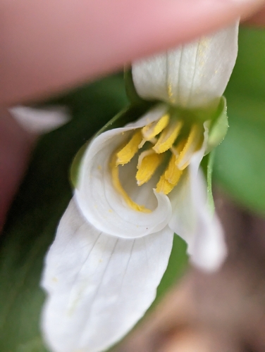 Image of Trillium persistens by (c) Sam Taylor, some rights reserved (CC BY)