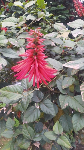 Erythrina rubrinervia, photograph 6