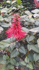 Erythrina rubrinervia, photograph (c) Carlos Torrente, some rights reserved (CC BY)