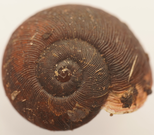 Tasmaphena ruga observed 2023-03-13