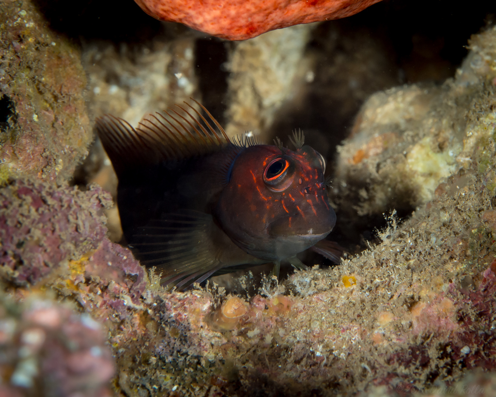 Scarface Blenny (Reef Fish of the Hawaiian Islands) · iNaturalist
