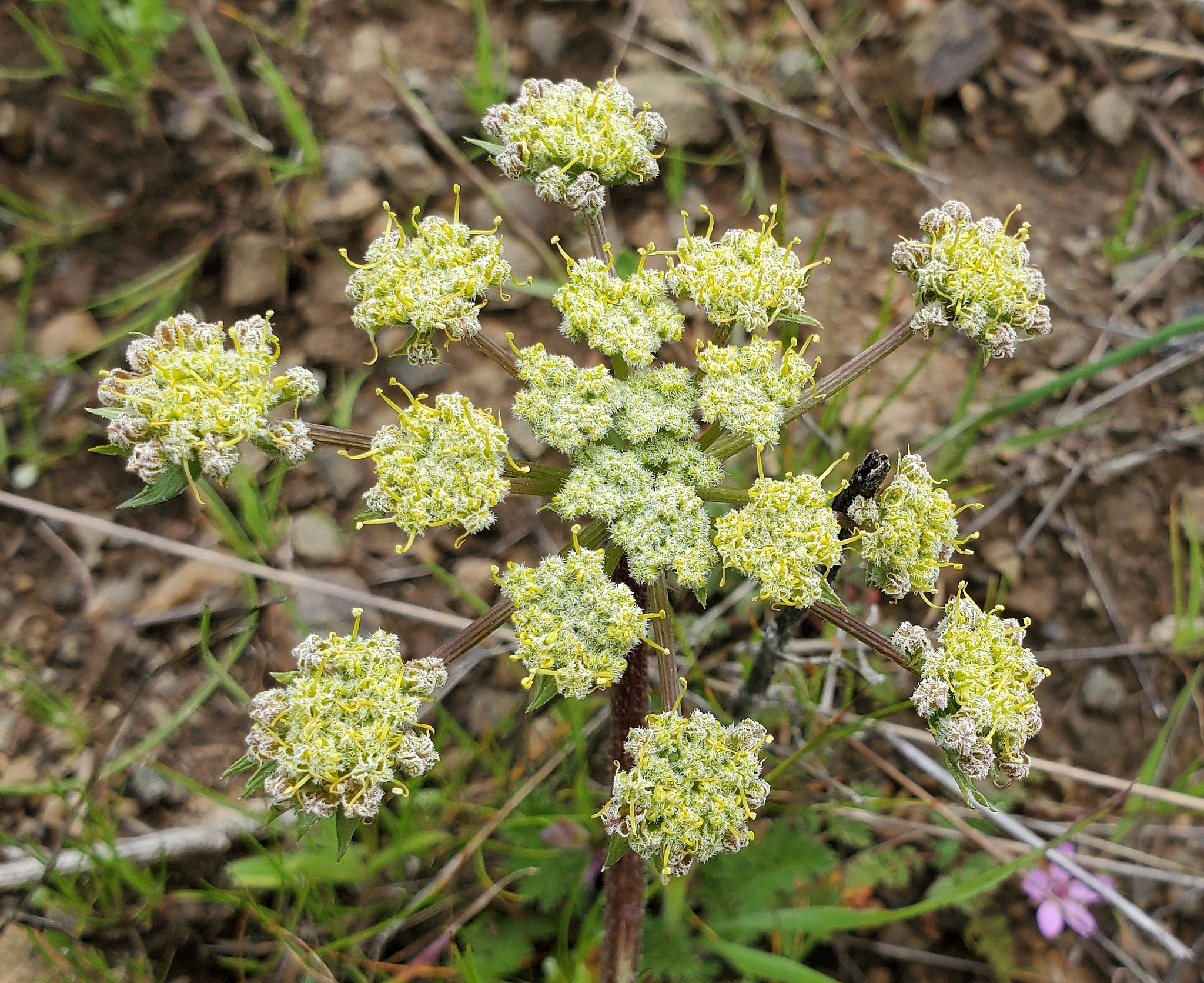 Lomatium dasycarpum