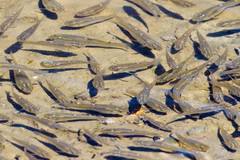 Fundulus parvipinnis