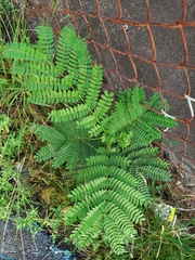 Falcataria moluccana, recorded vegetative