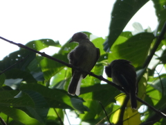 Pycnonotus