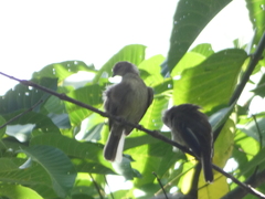 Pycnonotus