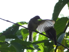 Pycnonotus