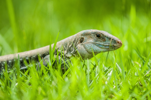 Common Puerto Rican Ameiva, Sagrado Corazón / Monteflores, San Juan, Puerto Rico, photo 8 of 10