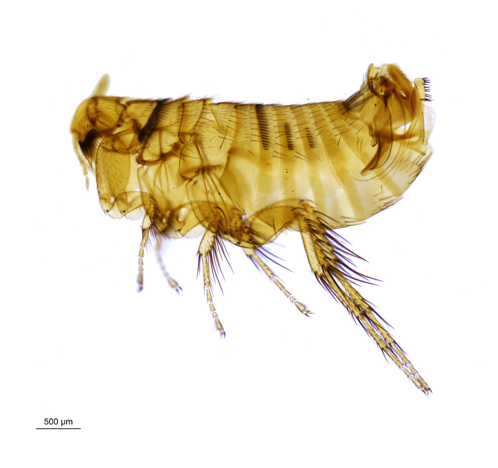 Hystrichopsylla