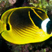 Raccoon Butterflyfish - Photo (c) zsispeo, some rights reserved (CC BY-NC-SA)