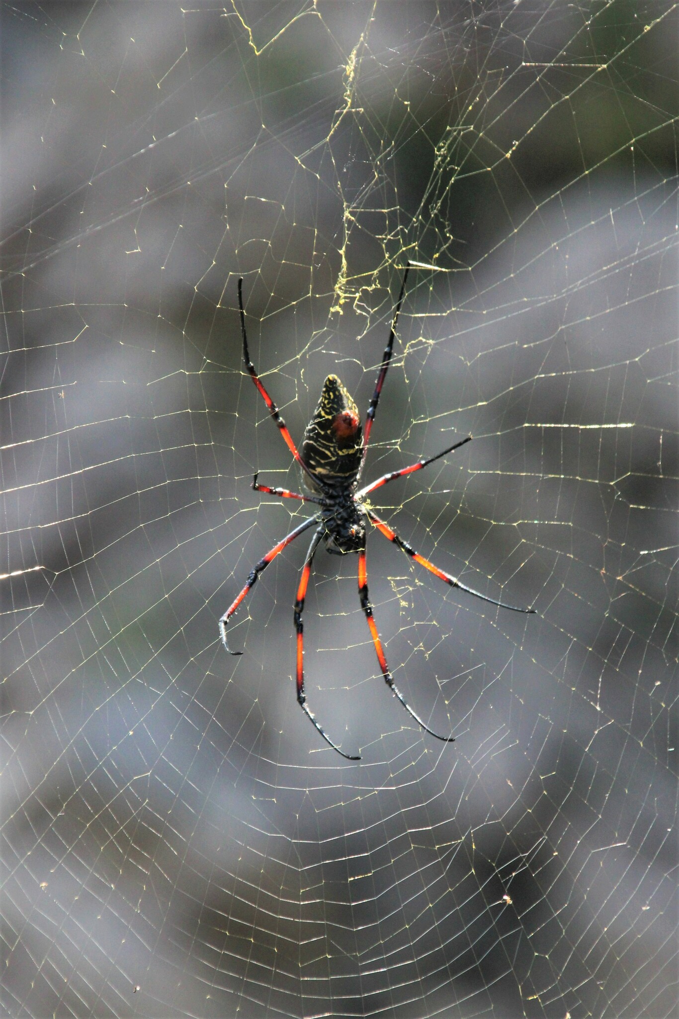 Trichonephila Inaurata Madagascariensis (vinson, 1863)