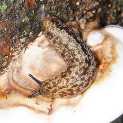 Philomycus flexuolaris