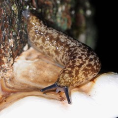 Philomycus flexuolaris