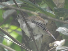 Malacopteron magnirostre