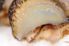 Philomycus flexuolaris