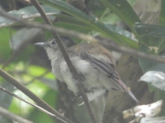 Malacopteron magnirostre