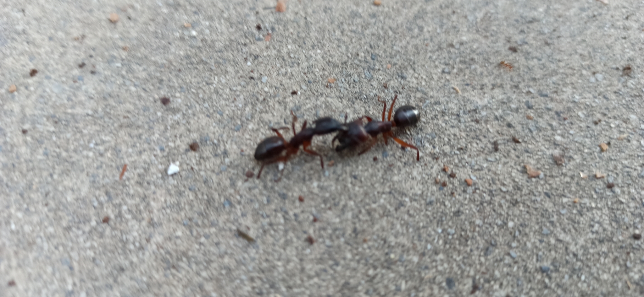 Camponotus cecconii