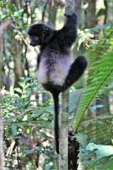 Milne-Edwards's Sifaka photo 1