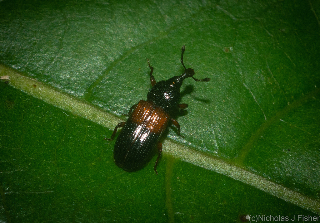 Cossonus vicarius