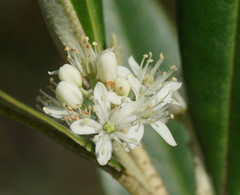 Nematolepis squamea squamea