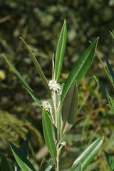 Nematolepis squamea squamea